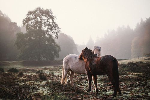 Twee Paarden Helpen Elkaar