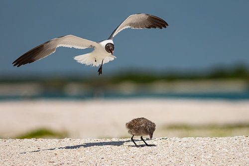 La mère mouette rentre à la maison.