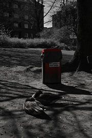 Pair of geese by Elbkind89