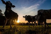Koeien bij zonsondergang von Heleen van de Ven Miniaturansicht