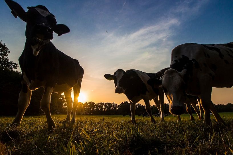 Koeien bij zonsondergang von Heleen van de Ven