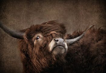 Schotse hooglander kop schuin