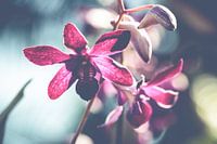 Orchid 