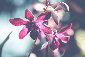 Orchid  by MR OPPX