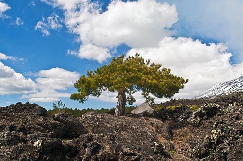 Magische pijnboom op de met sneeuw bedekte vulkaan Etna op Sicilië