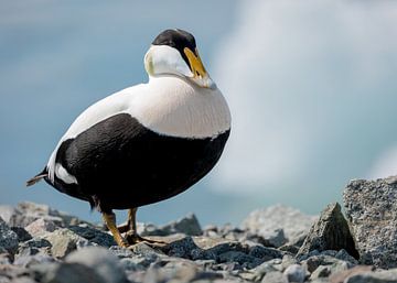 Eider duck in Iceland by RobinHelms.NL