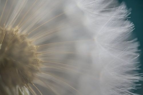 Door de sluier van pluisjes heen kijken