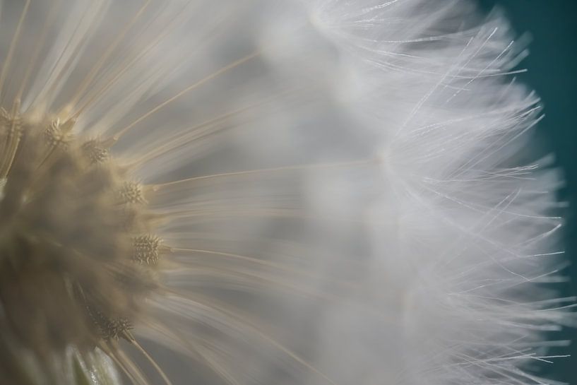 Looking through the veil of fluff by Marjolijn van den Berg