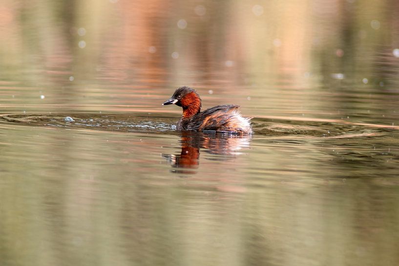 Zwergtaucher auf einem Teich von Mario Plechaty Photography