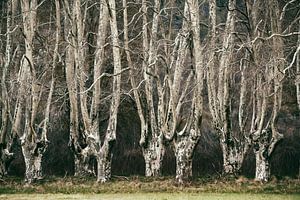 Versteckte Wälder Nr. 1 von Lars van de Goor