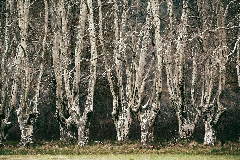 Hidden Forests I by Lars van de Goor