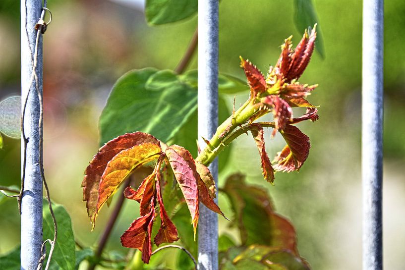 Knospen par Edgar Schermaul