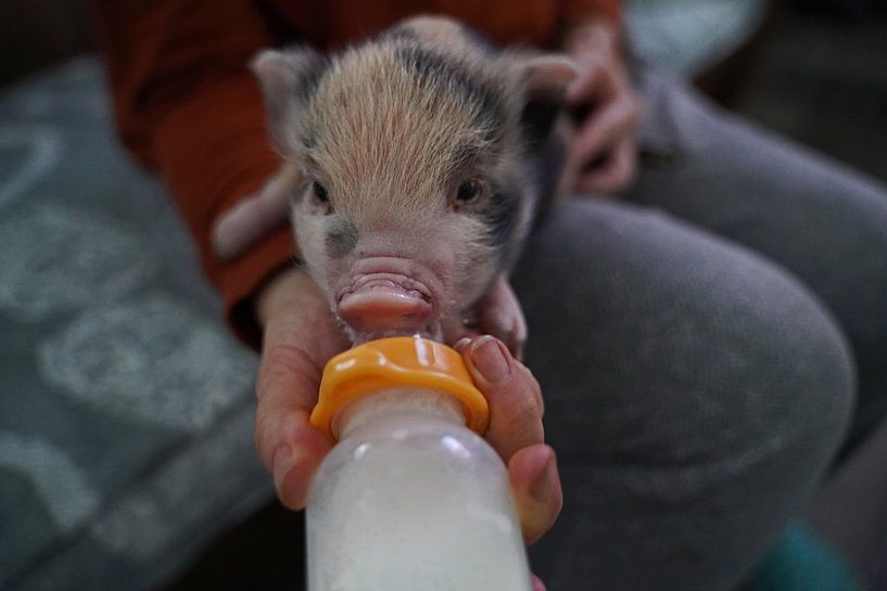 geschecktes Minischweinchen in Handaufzucht bei der Fütterung von Babetts Bildergalerie