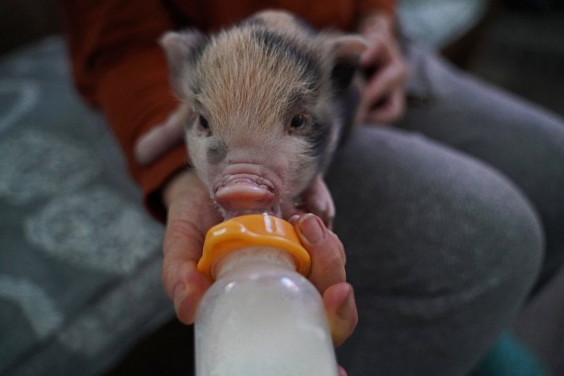 pied mini piglet in hand rearing at feeding time by Babetts Bildergalerie