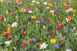 Frühlingsblumen an der Wand von Karin Riethoven