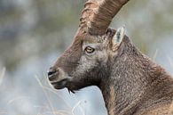 Steinbock / Alpensteinbock ( Capra ibex ), Kopfportrait, wildlife, Schweizer Alpen. von wunderbare Erde Miniaturansicht