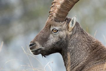 Alpine ibex (Capra ibex), close-up, head portrait, wildlife, Switzerland. by wunderbare Erde