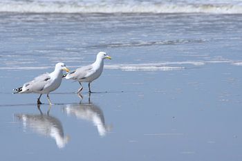 Heringsmöwen in der Brandung