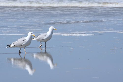 Goélands argentés dans le ressac