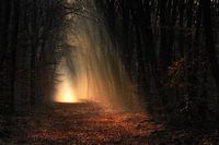 Herbstsonne bricht durch die Bäume