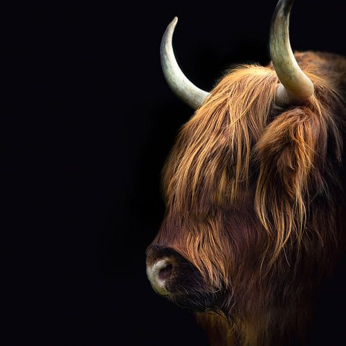 Schottischer Hochlandbewohner