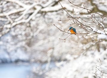 IJsvogel in besneeuwd winter landschap van Dirk-Jan Steehouwer