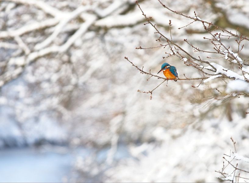 Eisvogel in der Winterlandschaft von Dirk-Jan Steehouwer