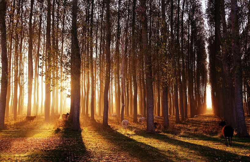 glorious morning in october by Els Fonteine