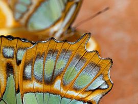 tender by Dietjee FoTo