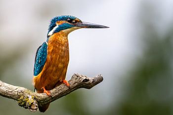 Colourful Serenity