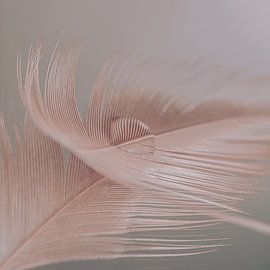 Stilleben im Quadrat: Pastellfarbene Feder trägt einen Wassertropfen von Marjolijn van den Berg