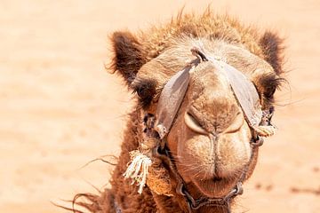 Kamel im Sand von Liesbeth Govers voor Santmedia.nl