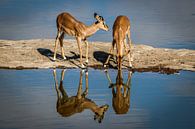 Schitterende reflectie van drinkende Impala's van Original Mostert Photography thumbnail