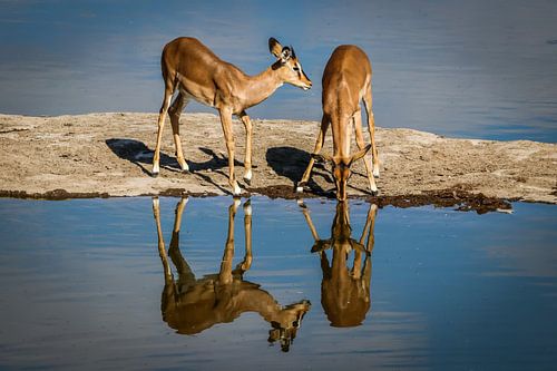 Schitterende reflectie van drinkende Impala's van Original Mostert Photography