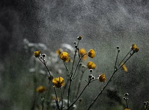 stimmungsvolle butterblumen von Tania Perneel