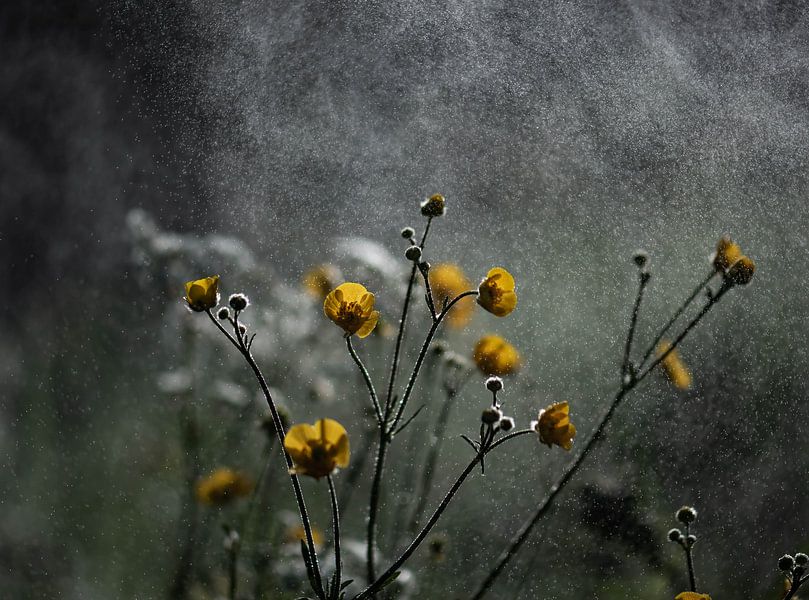 moody buttercups by Tania Perneel