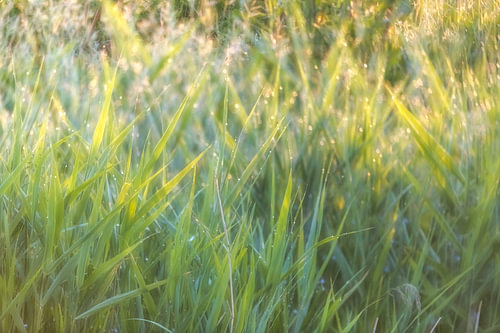Gras im Morgenlicht