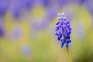 Blaue Traube (Muscari Armeniacum) von Carola Schellekens