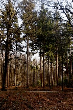 Avondzon in het Liesbos.
