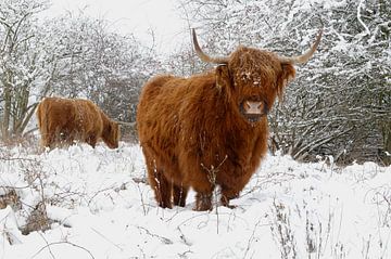 Schottischer Hochländer im Winter von Paul van Gaalen, natuurfotograaf