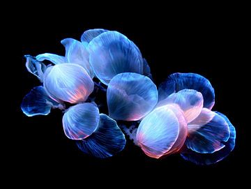 Abstract Geometric shapes