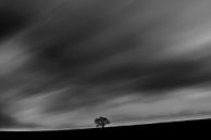 Eenzame boom tegen een stormachtige hemel. van Pieter van Roijen thumbnail