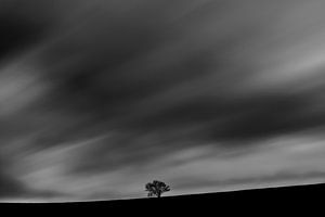 Einsamer Baum vor einem stürmischen Himmel.