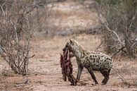 Hyena met prooi van Riana Kooij thumbnail