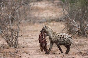 Hyena met prooi van Riana Kooij