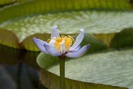 Nymphaea gigantea is een soort van in het water levende meerjarige kruidachtige plant afkomstig uit  van W J Kok