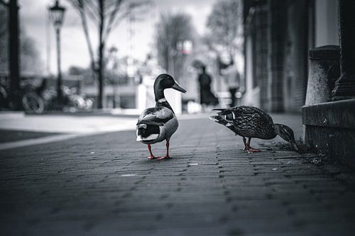 Amsterdam in the Netherlands is not just black and white