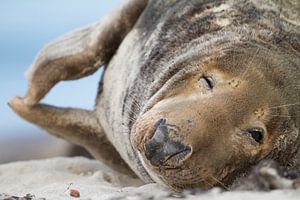 Grijze zeehond op strand van AGAMI Photo Agency