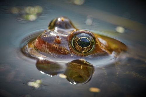 Portrait de grenouille dans l'eau