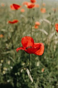 Le coquelicot approche de son but sur Elke Verbruggen